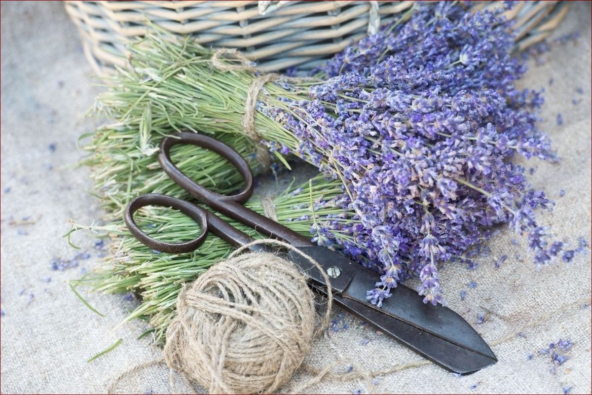 Cięcie lawendy wiosną: Sekrety ogrodników dla okazałych kwiatów przez cały sezon