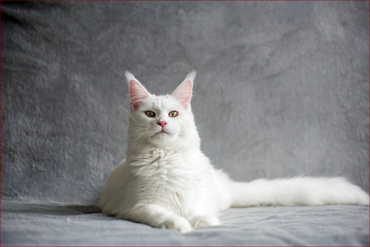 Czy białe koty są głuche? Poznaj zaskakujące fakty o tym zjawisku!