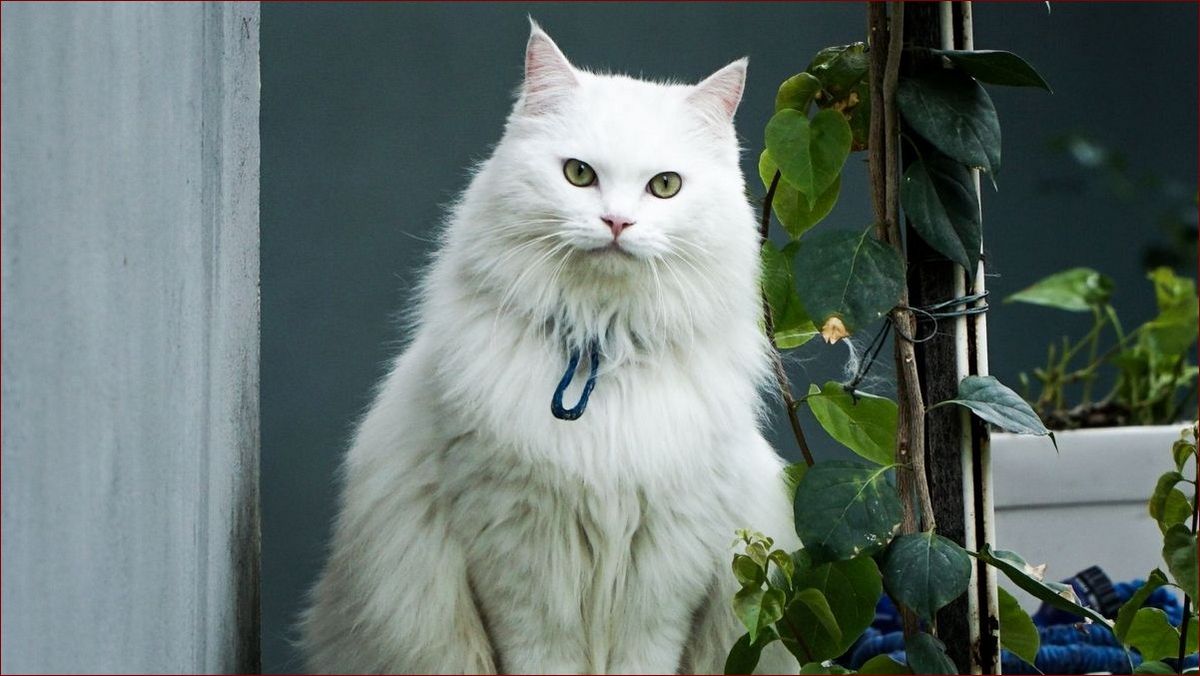 Czy białe koty są głuche? Poznaj zaskakujące fakty o tym zjawisku!