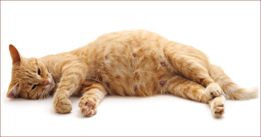 Czy białe koty są głuche? Poznaj zaskakujące fakty o tym zjawisku!