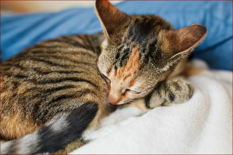 Czy koty mają sny? Tajemnice nocnych przygód Twojego pupila