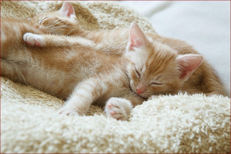 Czy koty mają sny? Tajemnice nocnych przygód Twojego pupila