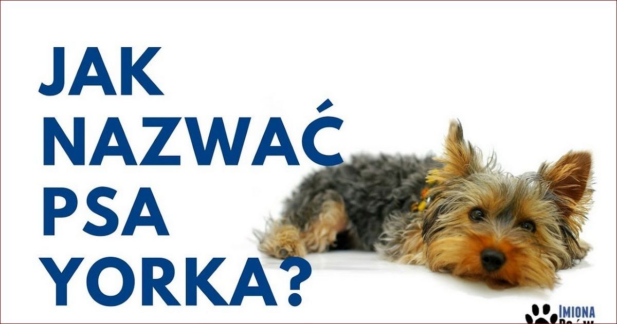 Imiona dla psa: Odkryj najlepsze sposoby na znalezienie wyjątkowego imienia dla Twojego pupila