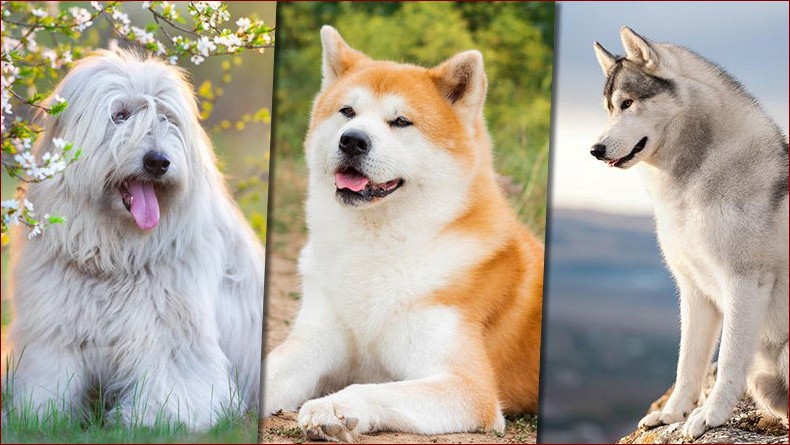 Imiona dla psa: Odkryj najlepsze sposoby na znalezienie wyjątkowego imienia dla Twojego pupila