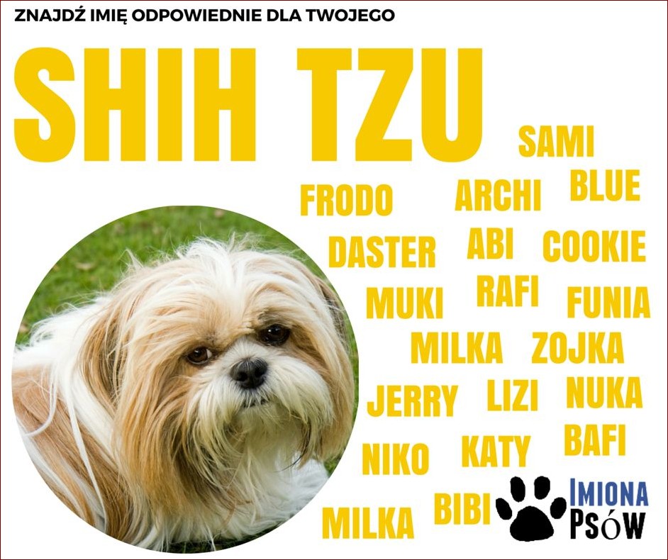 Imiona dla psa: Odkryj najlepsze sposoby na znalezienie wyjątkowego imienia dla Twojego pupila