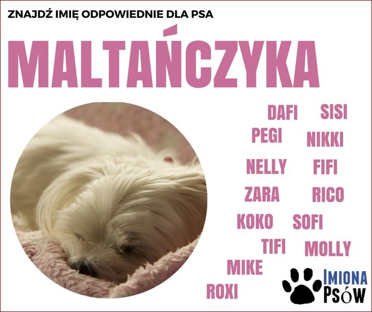 Imiona dla suczek z bajek: Urocze przezwiska z dzieciństwa dla Twojej pupilki