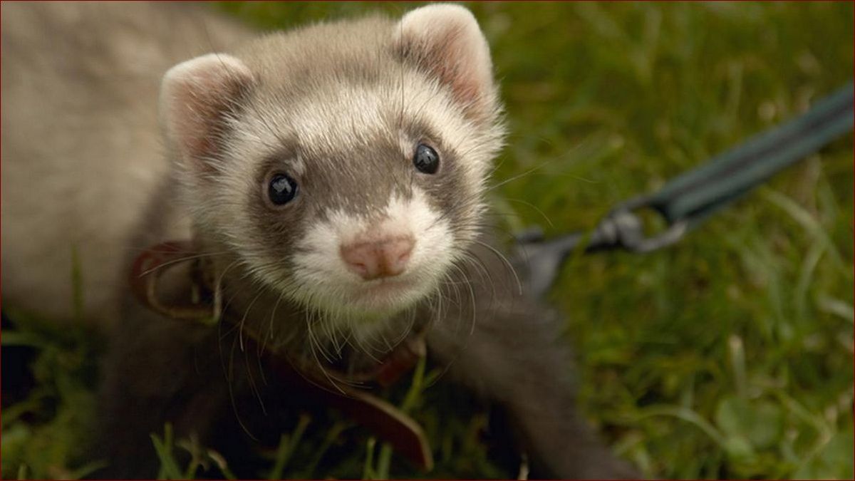 Jak wygląda fretka - poznaj sekrety uroczego futrzaka o dzikiej naturze
