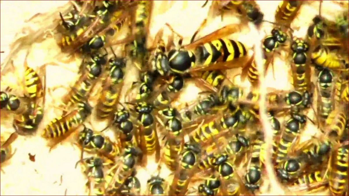 Jak wygląda królowa os? Odkryj niezwykły wygląd tej niezastąpionej władczyni gniazda