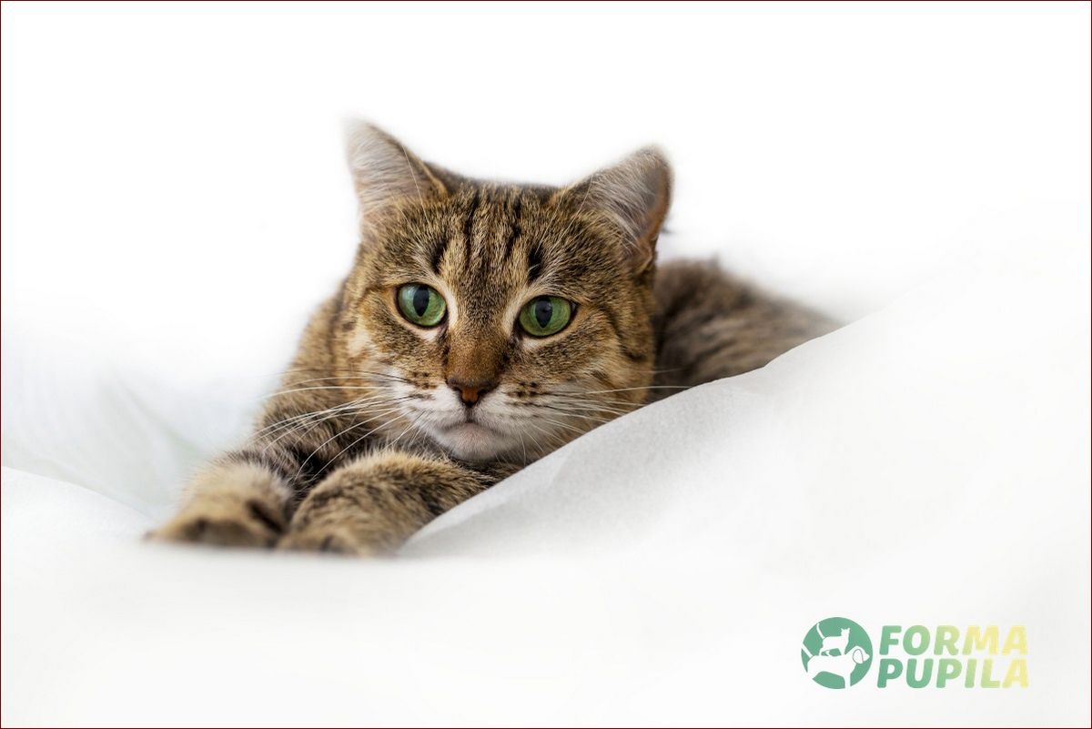 Jak wygląda pchła u kota? Charakterystyka, objawy i skuteczne metody walki