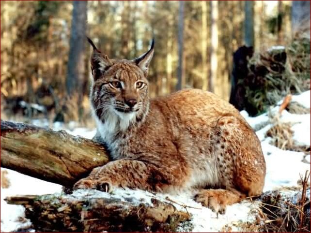 Jak wygląda turkuć - fascynujący mieszkaniec lasów i zadrzewień