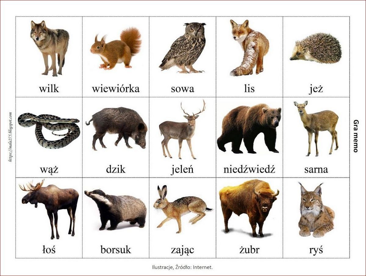 Jak wygląda turkuć - fascynujący mieszkaniec lasów i zadrzewień