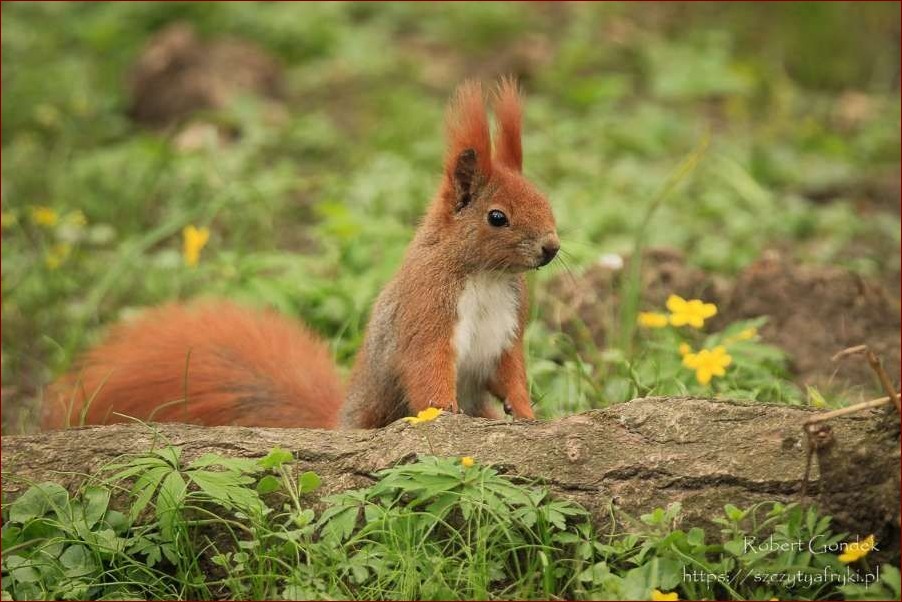 Jak wygląda turkuć - fascynujący mieszkaniec lasów i zadrzewień