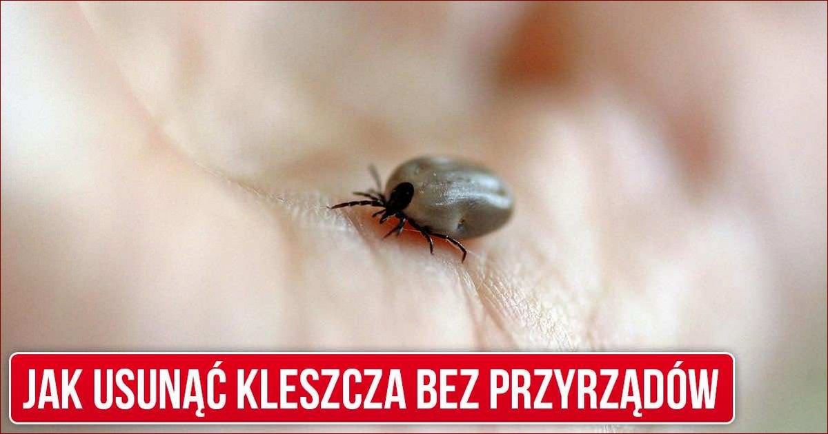 Jak wyjąć kotu kleszcza? Kompletny przewodnik krok po kroku dla opiekunów kotów