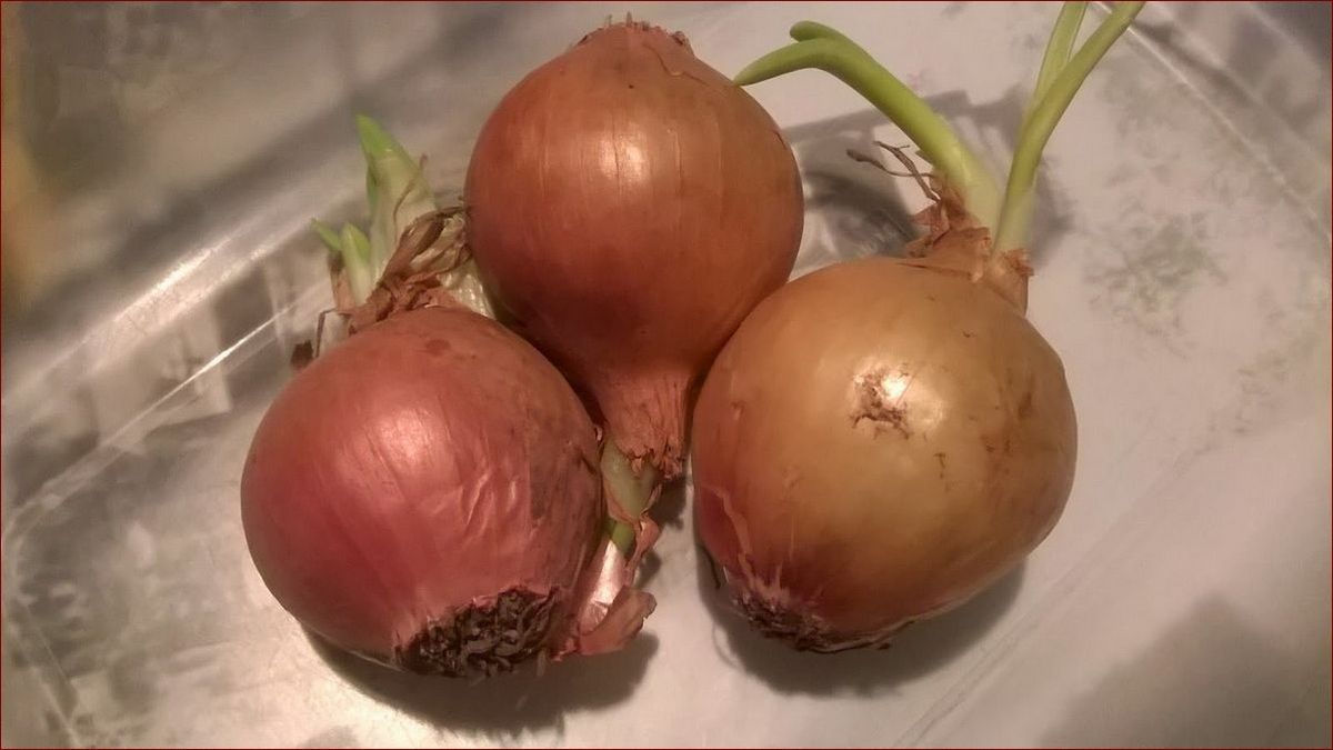 Jak zafarbować jajka? Kompleksowy przewodnik z kreatywnymi pomysłami i trikami