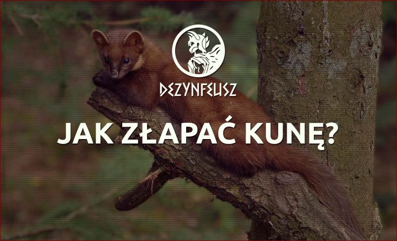 Jak złapać kunę bezpiecznie i skutecznie? Praktyczny przewodnik krok po kroku () Jak złapać kunę bezpiecznie i skutecznie? Praktyczny przewodnik krok po kroku