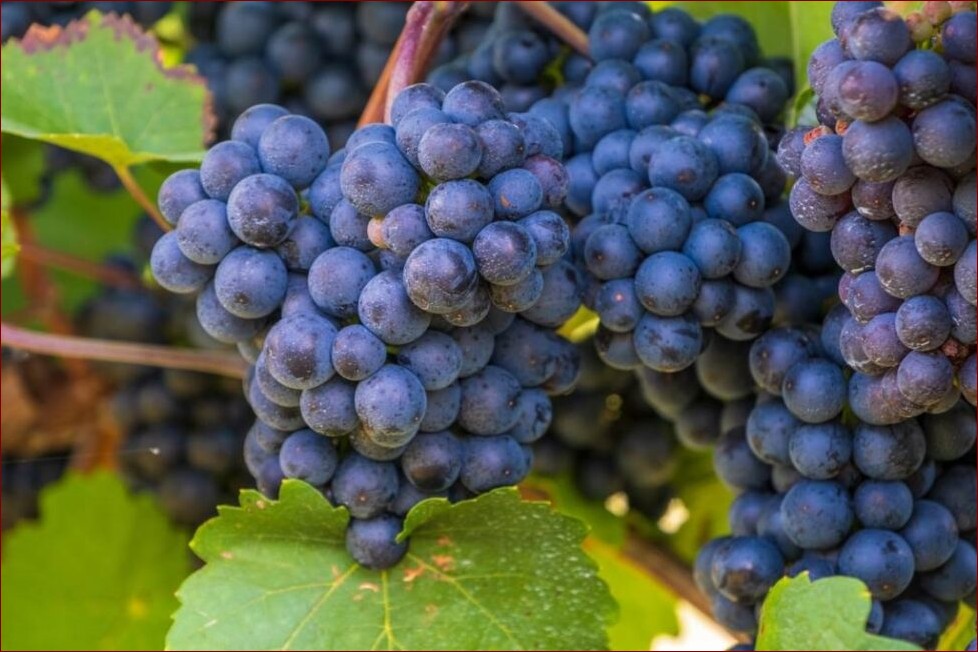 Jak zapakować wino? Kompletny przewodnik dla początkujących – krok po kroku