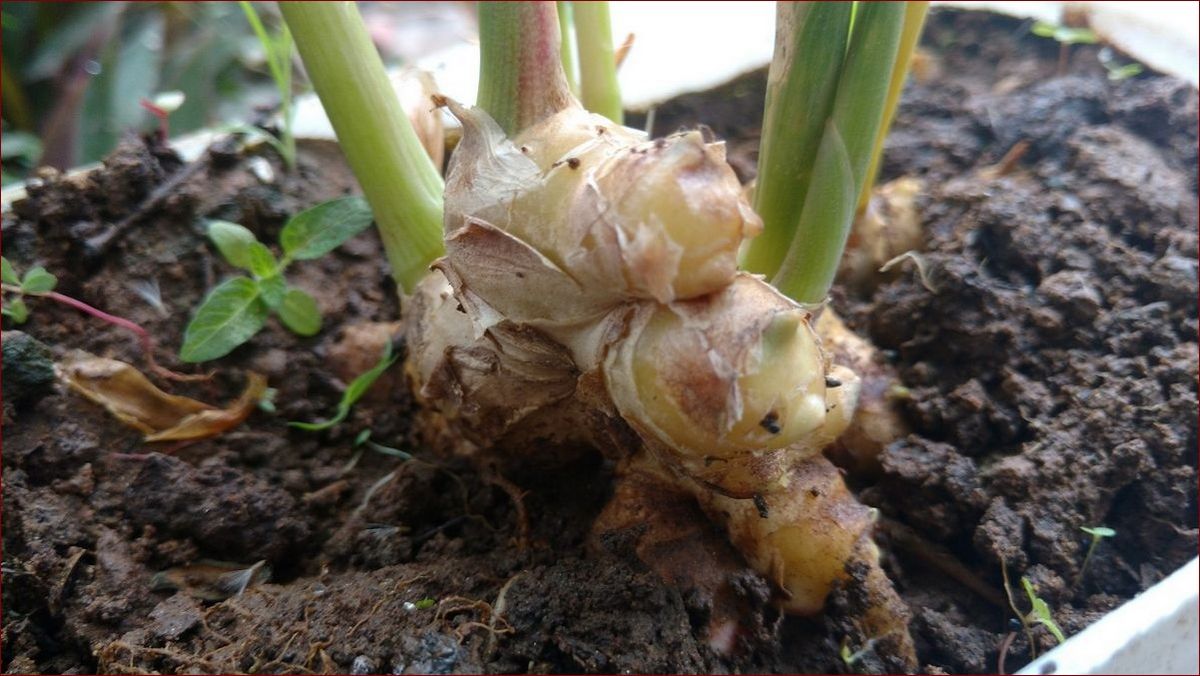 Jak zasiać owies w doniczce krok po kroku? Ta łatwa metoda oszczędzi ci miejsca () Jak zasiać owies w doniczce krok po kroku? Ta łatwa metoda oszczędzi ci miejsca