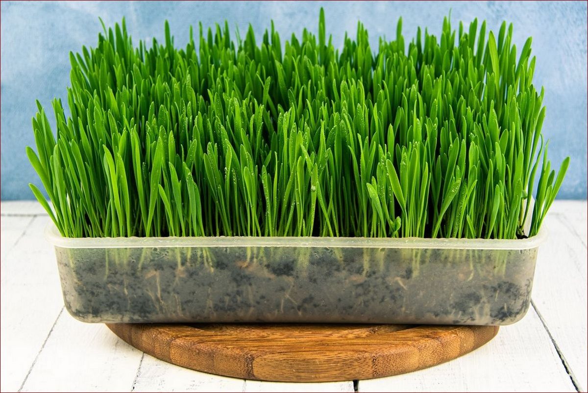 Jak zasiać owies w doniczce krok po kroku? Ta łatwa metoda oszczędzi ci miejsca () Jak zasiać owies w doniczce krok po kroku? Ta łatwa metoda oszczędzi ci miejsca