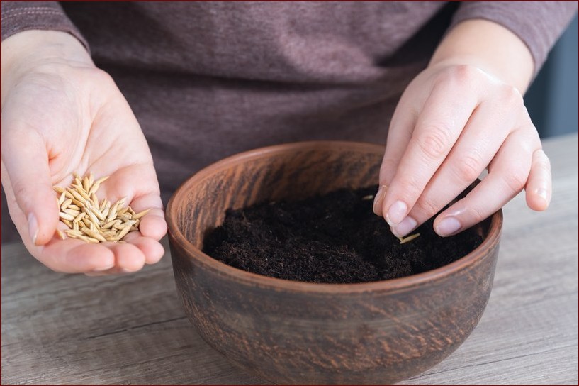 Jak zasiać owies w doniczce krok po kroku? Ta łatwa metoda oszczędzi ci miejsca () Jak zasiać owies w doniczce krok po kroku? Ta łatwa metoda oszczędzi ci miejsca