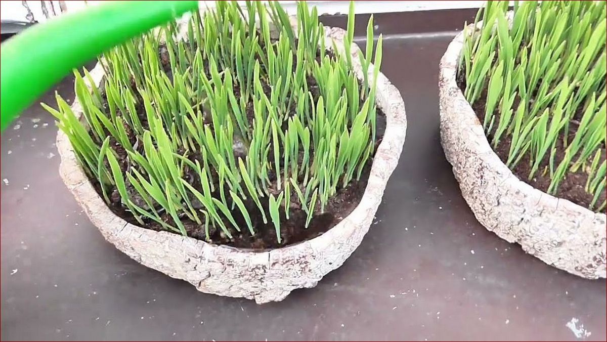 Jak zasiać owies w doniczce krok po kroku? Ta łatwa metoda oszczędzi ci miejsca () Jak zasiać owies w doniczce krok po kroku? Ta łatwa metoda oszczędzi ci miejsca