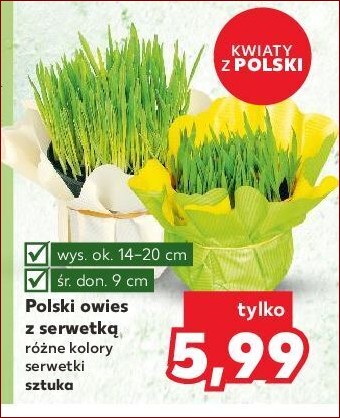 Jak zasiać owies w doniczce krok po kroku? Ta łatwa metoda oszczędzi ci miejsca () Jak zasiać owies w doniczce krok po kroku? Ta łatwa metoda oszczędzi ci miejsca