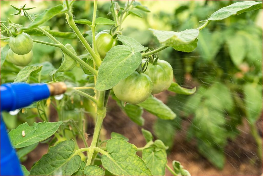 Jak zrobić oprysk z octu - sekretny trik na czyste i zdrowe rośliny