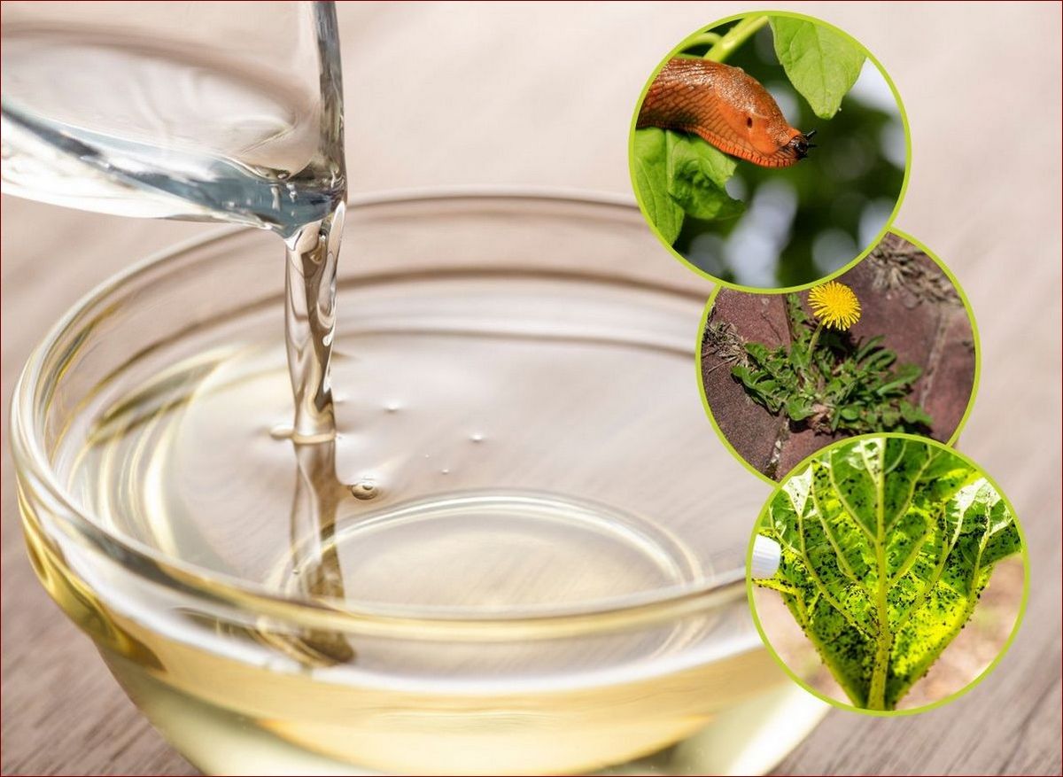 Jak zrobić oprysk z octu - sekretny trik na czyste i zdrowe rośliny