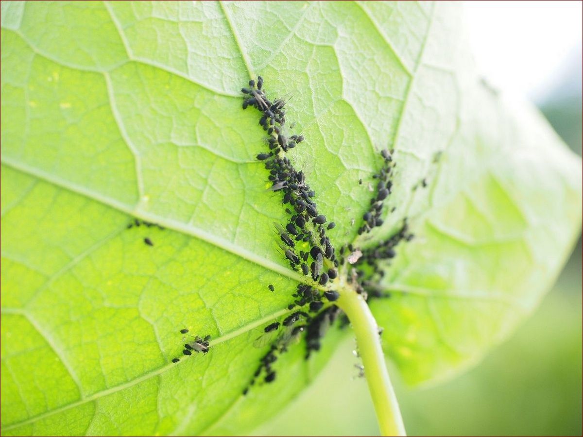 Jak zrobić oprysk z octu - sekretny trik na czyste i zdrowe rośliny
