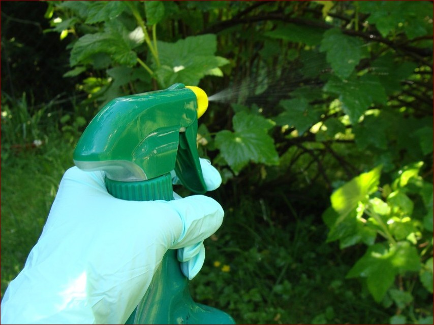 Jak zrobić oprysk z octu - sekretny trik na czyste i zdrowe rośliny