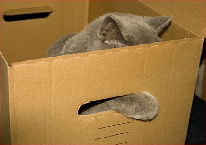 Jak zrobić zabawki dla kota? Kreatywne i niedrogie pomysły na domowe zabawki