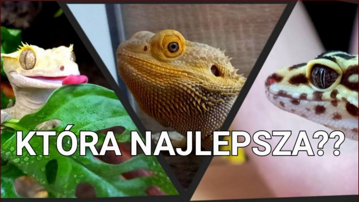 Jaka jaszczurka na początek - ostateczny poradnik dla przyszłych terrarystów