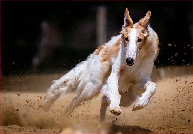 Jaka rasa psa żyje najdłużej? Odkryj długowieczne pupile dla wielu lat przyjaźni