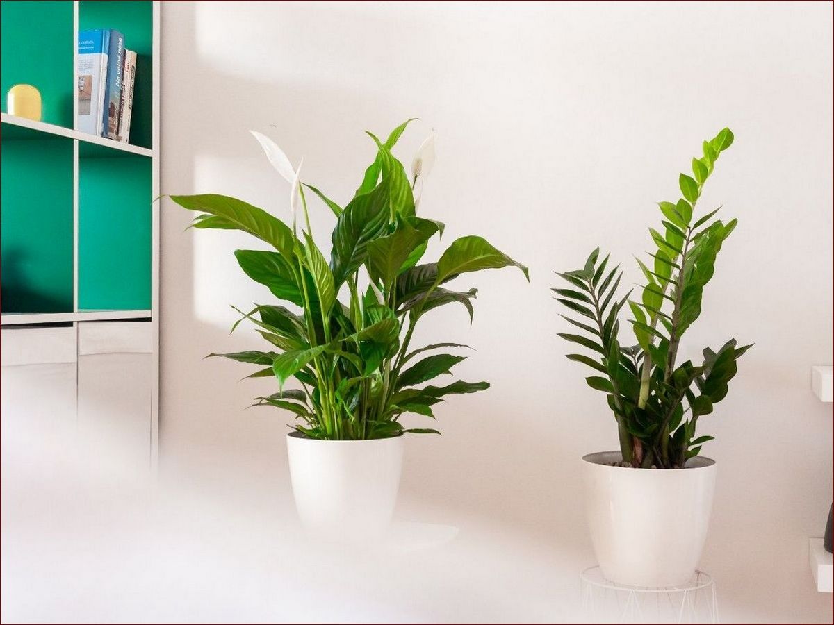 Jaka ziemia do azalii jest najlepsza? Sekretne wskazówki dla pięknych krzewów