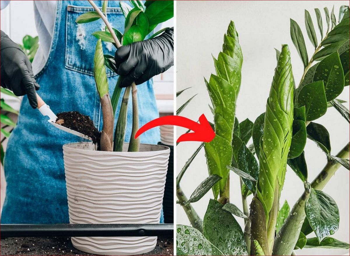 Jaka ziemia do azalii jest najlepsza? Sekretne wskazówki dla pięknych krzewów