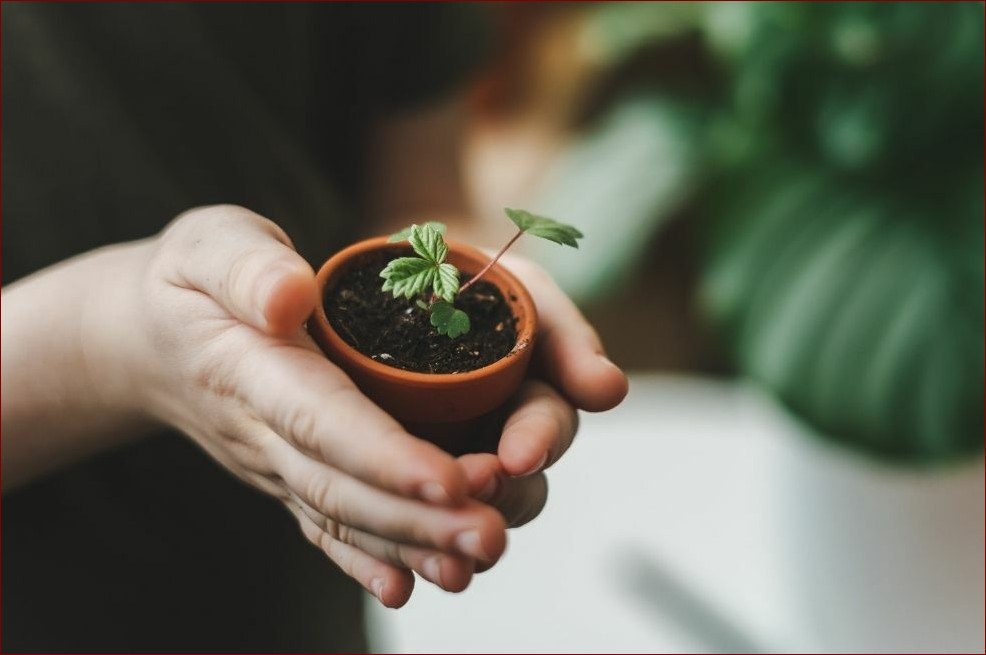 Jaka ziemia do azalii jest najlepsza? Sekretne wskazówki dla pięknych krzewów