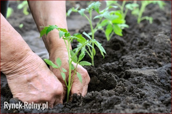 Jaka ziemia do pomidorów? Poznaj sekret pysznych i soczystych owoców!
