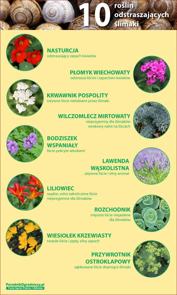Jakich roślin nie lubią ślimaki? Odkryj naturalną ochronę dla swojego ogrodu!