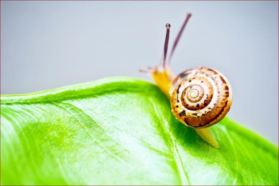 Jakich roślin nie lubią ślimaki? Odkryj naturalną ochronę dla swojego ogrodu!
