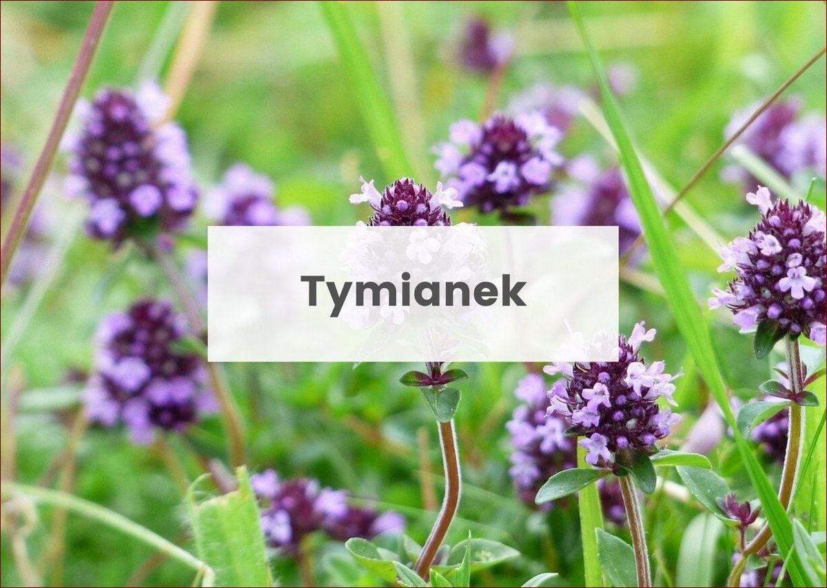 Jakich roślin nie lubią ślimaki? Odkryj naturalną ochronę dla swojego ogrodu!