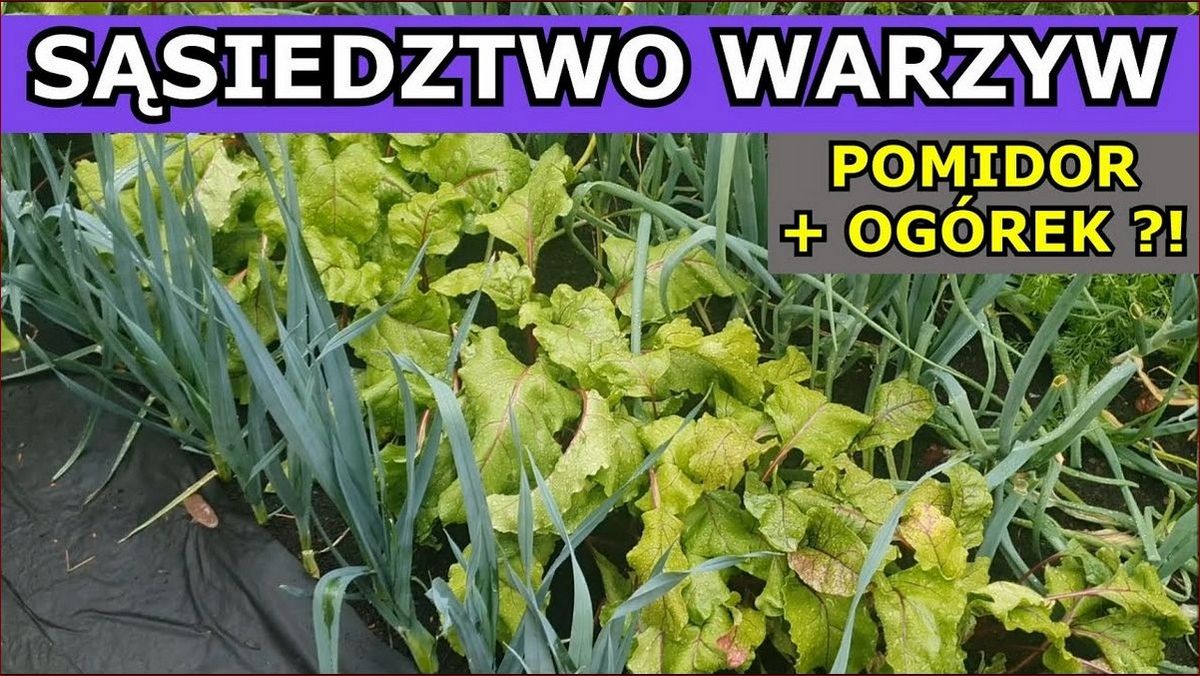 Jakich warzyw nie sadzić obok siebie? Przeczytaj, aby zapewnić obfite plony!