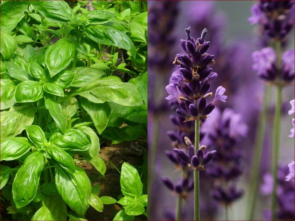 Jakich zapachów nie lubią komary? 10 aromatów, które je odpędzają!