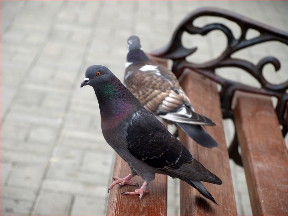 Jakich zapachów nie lubią kuny? Sprawdź 10 aromatów, które je odstrasza!