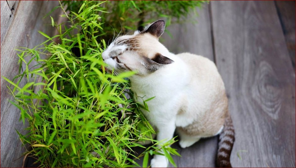 Jakich zapachów nie lubią kuny? Sprawdź 10 aromatów, które je odstrasza!