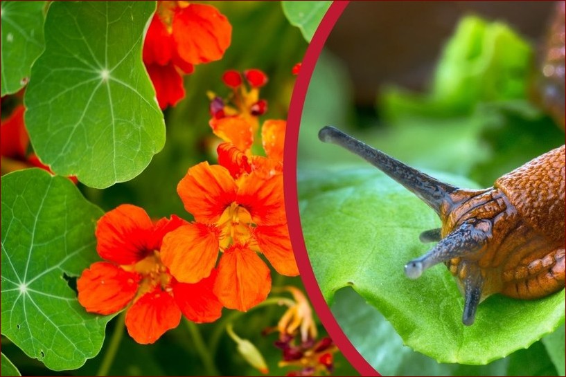 Jakich zapachów nie lubią muszki owocówki? Odkryj naturalne i chemiczne środki odstraszające
