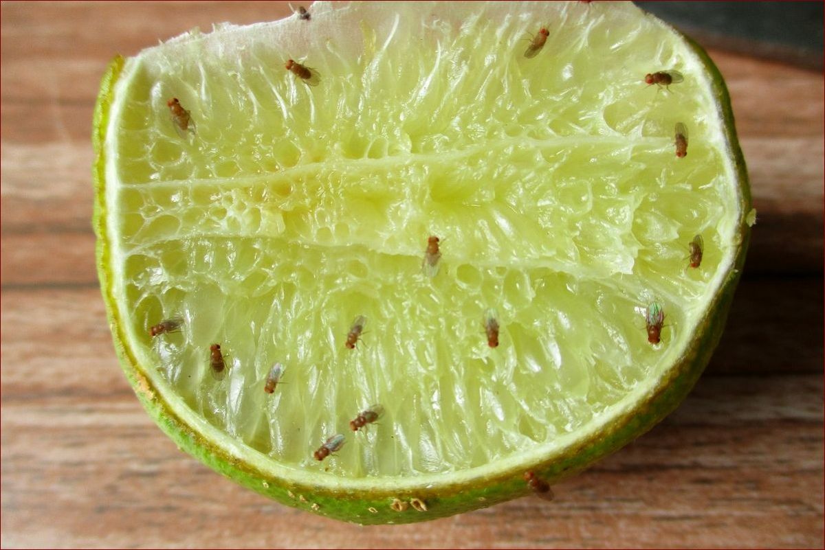 Jakich zapachów nie lubią muszki owocówki? Odkryj naturalne i chemiczne środki odstraszające