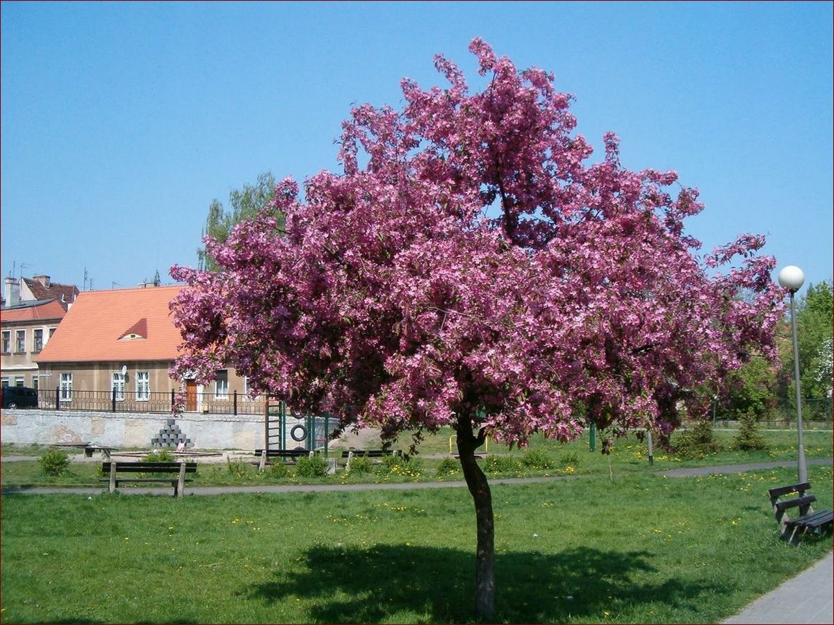 Jakie drzewa do ogrodu wybrać - kompleksowy poradnik z podziałem na rodzaje.