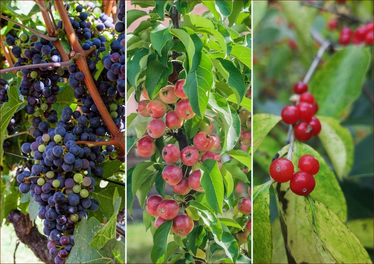 Jakie drzewka na żywopłot? Odkryj najlepsze gatunki dla Twojego ogrodu