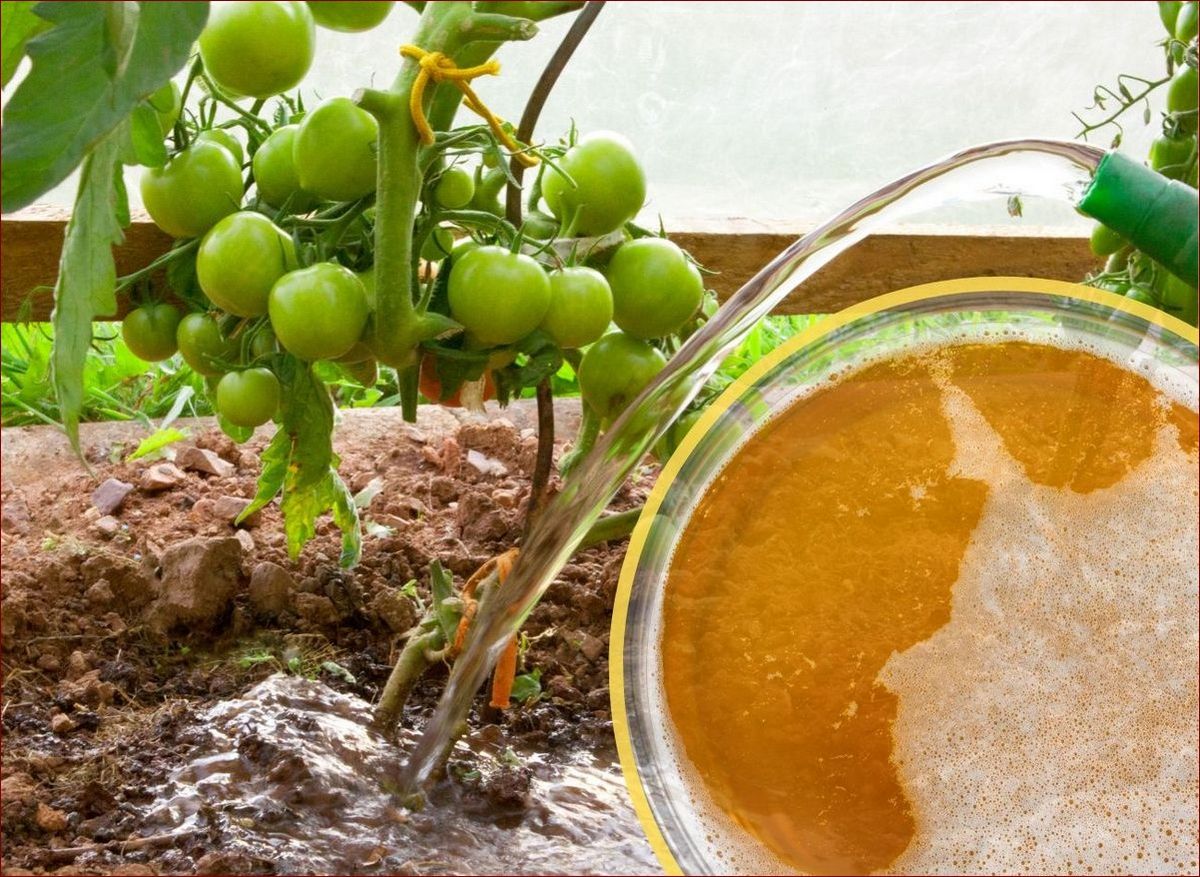 Jakie rośliny podlewać piwem? Niekonwencjonalne podlewanie dla zdrowych roślin () Jakie rośliny podlewać piwem? Niekonwencjonalne podlewanie dla zdrowych roślin