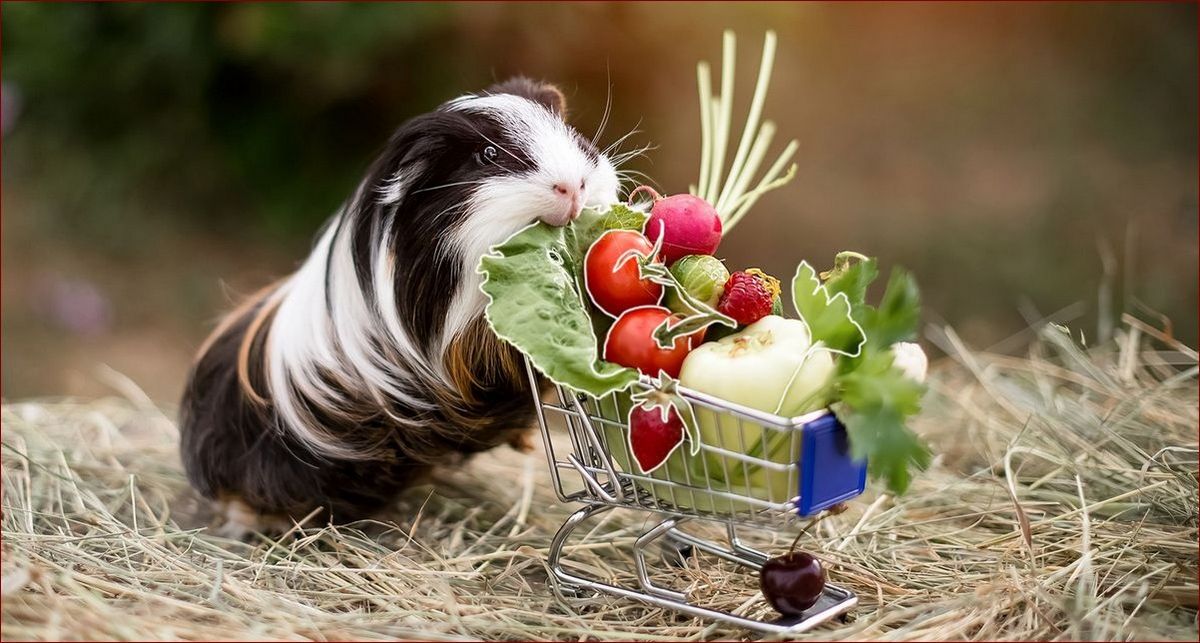 Jakie warzywa może jeść świnka morska? Kompletny przewodnik po diecie