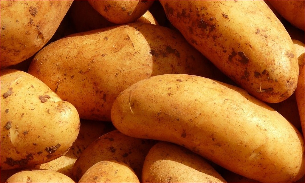 Jakie warzywa siać obok siebie? Tabela najlepszych i najgorszych połączeń